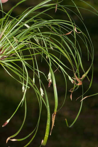 Carex pedunculata #20